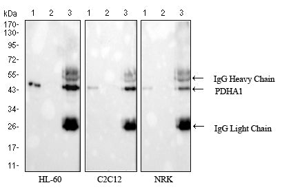 Figure 5: Immunoprecipitation using PDHA1 mouse mAb(dilution: 1/250) against HL-60, C2C12, and NRK cell lysate. Western blot analysis using PDHA1 mouse mAb, anti-mouse IgG was used as secondary antibody. Lane 1: cell lysate, Lane 2: Normal Mouse IgG instead of PDHA1 mouse mAb IP in cell lysate, Lane 3: PDHA1 mouse mAb IP in cell lysate.