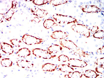 Figure 11:Immunohistochemical analysis of paraffin-embedded Rabbit kidney tissues using ZP2 mouse mAb with DAB staining.