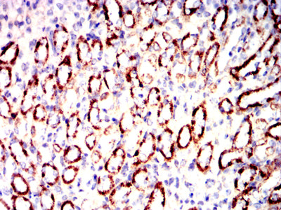 Figure 9:Immunohistochemical analysis of paraffin-embedded mouse kidney tissues using IRF3 mouse mAb with DAB staining.