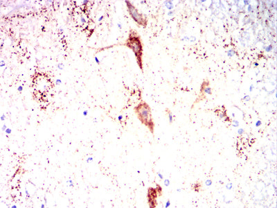 Figure 10:Immunohistochemical analysis of paraffin-embedded mouse brain tissues using IRF3 mouse mAb with DAB staining.