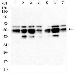 Figure 3:Western blot analysis using IRF3 mouse mAb against THP-1 (1), Hela (2), A549 (3), MCF-7 (4), K562 (5), Jurkat (6) and A431 (7) cell lysate.