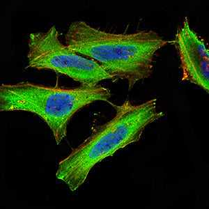 Figure 4:Immunofluorescence analysis of Hela cells using PDGFA mouse mAb (green). Blue: DRAQ5 fluorescent DNA dye. Red: Actin filaments have been labeled with Alexa Fluor- 555 phalloidin. Secondary antibody from Fisher (Cat#: 35503)