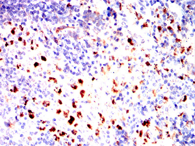 Figure 7:Immunohistochemical analysis of paraffin-embedded rat spleen tissues using HLA-DPA1 mouse mAb with DAB staining.