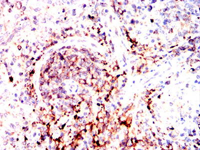 Figure 8:Immunohistochemical analysis of paraffin-embedded rabbit spleen tissues using HLA-DPA1 mouse mAb with DAB staining.