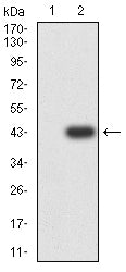 Figure 3:Western blot analysis using CD54 mAb against HEK293-6e (1) and CD54 (AA: 28-163)-hIgGFc transfected HEK293-6e (2) cell lysate.