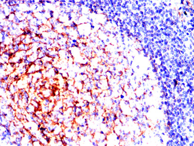 Figure 5:Immunohistochemical analysis of paraffin-embedded human tonsil tissues using CD82 mouse mAb with DAB staining.