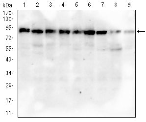 Figure 2:Western blot analysis using MRE11 mouse mAb against Hela (1), A431 (2), MCF-7 (3), Jurkat (4), HepG2 (5), K562 (6), COS-7 (7), PC-12 (8) and NIH/3T3 (9) cell lysate.