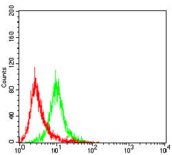 Figure 2:Flow cytometric analysis of RAJI cells using HLA-DPB1 mouse mAb (green) and negative control (red).