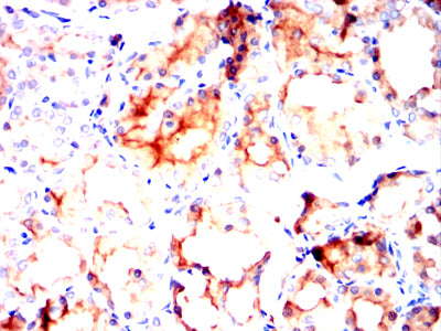 Figure 6:Immunohistochemical analysis of paraffin-embedded Rat thyroid tissues using MUC13 mouse mAb with DAB staining.