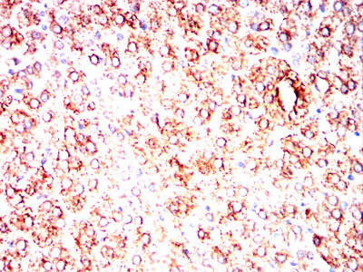 Figure 7:Immunohistochemical analysis of paraffin-embedded Rabbit lymph node tissues using MUC13 mouse mAb with DAB staining.