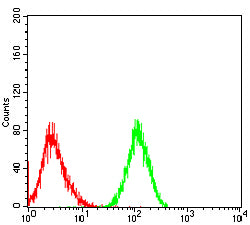 Figure 3:Flow cytometric analysis of COS-7 cells using ATM mouse mAb (green) and negative control (red).