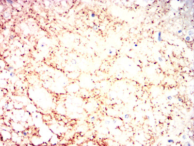 Figure 6:Immunohistochemical analysis of paraffin-embedded Mouse cerebellum tissues using VAMP2 mouse mAb with DAB staining.