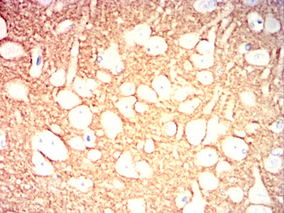 Figure 8:Immunohistochemical analysis of paraffin-embedded Rabbit brain tissues using VAMP2 mouse mAb with DAB staining.