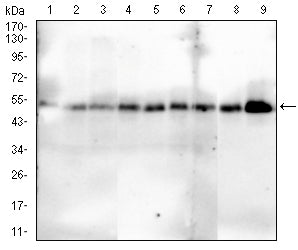 Figure 2:Western blot analysis using SMAD1 mouse mAb against Hela (1), HepG2 (2), MCF-7 (3), C2C12 (4), A431 (5), A549 (6), LNCap (7), NIH/3T3 (8) and PC-12 (9) cell lysate.