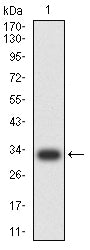 Figure 2:Western blot analysis using NUP98 mAb against human NUP98 (AA: 1-218) recombinant protein. (Expected MW is 31.6 kDa)