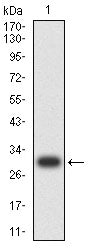 Figure 2:Western blot analysis using KLK2 mAb against human KLK2 (AA: 25-261) recombinant protein. (Expected MW is 29 kDa)