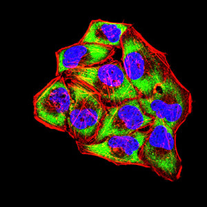 Figure 5:Immunofluorescence analysis of Hela cells using CD30 mouse mAb (green). Blue: DRAQ5 fluorescent DNA dye. Red: Actin filaments have been labeled with Alexa Fluor- 555 phalloidin. Secondary antibody from Fisher (Cat#: 35503)