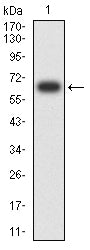 Figure 2:Western blot analysis using TNNT2 mAb against human TNNT2 (AA: 1-295) recombinant protein. (Expected MW is 61.5 kDa)