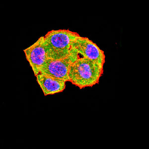 Figure 6:Immunofluorescence analysis of Hela cells using CD79A mouse mAb (green). Blue: DRAQ5 fluorescent DNA dye. Red: Actin filaments have been labeled with Alexa Fluor- 555 phalloidin. Secondary antibody from Fisher (Cat#: 35503)