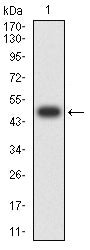 Figure 2:Western blot analysis using RABEP2 mAb against human RABEP2 (AA: 10-200) recombinant protein. (Expected MW is 50 kDa)