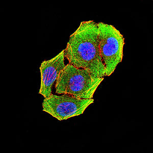 Figure 4:Immunofluorescence analysis of Hela cells using KCNN4 mouse mAb (green). Blue: DRAQ5 fluorescent DNA dye. Red: Actin filaments have been labeled with Alexa Fluor- 555 phalloidin. Secondary antibody from Fisher (Cat#: 35503)