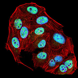 Figure 5:Immunofluorescence analysis of Hela cells using ERCC1 mouse mAb (green). Blue: DRAQ5 fluorescent DNA dye. Red: Actin filaments have been labeled with Alexa Fluor- 555 phalloidin. Secondary antibody from Fisher (Cat#: 35503)