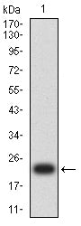 Figure 2:Western blot analysis using TNFSF9 mAb against human TNFSF9 (AA: Extra(50-254)) recombinant protein. (Expected MW is 24.3kDa)