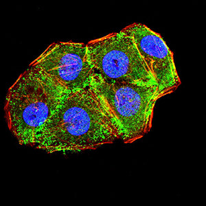 Figure 5:Immunofluorescence analysis of Hela cells using KRT10 mouse mAb (green). Blue: DRAQ5 fluorescent DNA dye. Red: Actin filaments have been labeled with Alexa Fluor- 555 phalloidin. Secondary antibody from Fisher (Cat#: 35503)