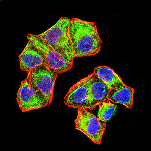 Figure 4:Immunofluorescence analysis of Hela cells using CD172b mouse mAb (green). Blue: DRAQ5 fluorescent DNA dye. Red: Actin filaments have been labeled with Alexa Fluor- 555 phalloidin. Secondary antibody from Fisher (Cat#: 35503)