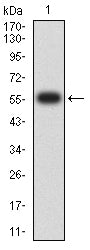 Figure 2:Western blot analysis using Siglec15 mAb against human Siglec15 (AA: Extra(20-263)) recombinant protein. (Expected MW is 56.4 kDa)