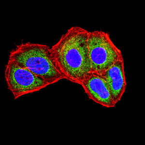 Figure 6:Immunofluorescence analysis of Hela cells using IL1B mouse mAb (green). Blue: DRAQ5 fluorescent DNA dye. Red: Actin filaments have been labeled with Alexa Fluor- 555 phalloidin. Secondary antibody from Fisher (Cat#: 35503)