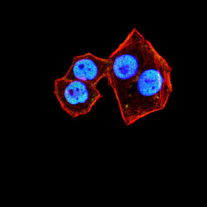 Figure 6:Immunofluorescence analysis of Hela cells using MSH2 mouse mAb (green). Blue: DRAQ5 fluorescent DNA dye. Red: Actin filaments have been labeled with Alexa Fluor- 555 phalloidin. Secondary antibody from Fisher (Cat#: 35503)