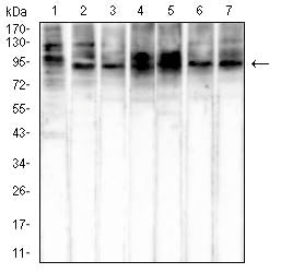 Figure 3:Western blot analysis using HSP70 mouse mAb against NIH/3T3 (1), Hela (2), HepG2 (3), Hek293 (4), COS-7 (5), A549 (6), and Jurkat (7) cell lysate.