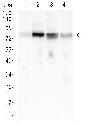 Figure 3:Western blot analysis using *** mouse mAb against Raji (1), Ramos (2), k562 (3), and MOLT4 (4) cell lysate.