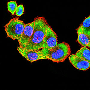 Figure 5:Immunofluorescence analysis of Hela cells using ATP1A1 mouse mAb (green). Blue: DRAQ5 fluorescent DNA dye. Red: Actin filaments have been labeled with Alexa Fluor- 555 phalloidin. Secondary antibody from Fisher (Cat#: 35503)