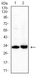 Figure 4:Western blot analysis using CD42A mouse mAb against PANC-1 (1), and L1210 (2) cell lysate.