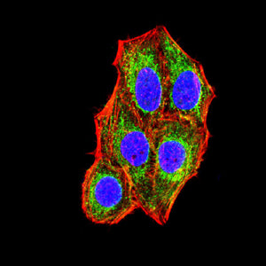 Figure 6:Immunofluorescence analysis of Hela cells using CX3CR1 mouse mAb (green). Blue: DRAQ5 fluorescent DNA dye. Red: Actin filaments have been labeled with Alexa Fluor- 555 phalloidin. Secondary antibody from Fisher (Cat#: 35503)