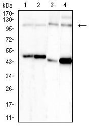 Figure 4:Western blot analysis using NEDD9 mouse mAb against MCF-7 (1), Hela (2), C2C12 (3),and Hek293 (4) cell lysate.