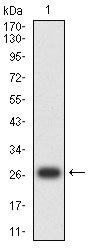 Figure 2:Western blot analysis using USP7 mAb against human USP7 (AA: 1-208) recombinant protein. (Expected MW is 27 kDa)