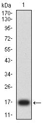 Figure 2:Western blot analysis using CD47 mAb against human CD47 (AA: 19-141) recombinant protein. (Expected MW is 16.8 kDa)