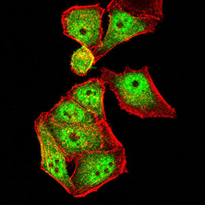 Figure 4:Immunofluorescence analysis of Hela cells using PDLIM7 mouse mAb (green). Blue: DRAQ5 fluorescent DNA dye. Red: Actin filaments have been labeled with Alexa Fluor- 555 phalloidin. Secondary antibody from Fisher (Cat#: 35503)
