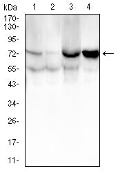 Figure 4:Western blot analysis using CD105 mouse mAb against HUVEC (1), HUVE-12 (2), SH-SY5Y (3), and HEK293 (4) cell lysate.