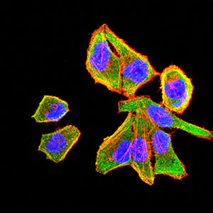 Figure 4:Immunofluorescence analysis of Hela cells using CD34 mouse mAb (green). Blue: DRAQ5 fluorescent DNA dye. Red: Actin filaments have been labeled with Alexa Fluor- 555 phalloidin. Secondary antibody from Fisher (Cat#: 35503)