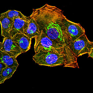 Figure 4:Immunofluorescence analysis of Hela cells using GOLGA2 mouse mAb (green). Blue: DRAQ5 fluorescent DNA dye. Red: Actin filaments have been labeled with Alexa Fluor- 555 phalloidin. Secondary antibody from Fisher (Cat#: 35503)