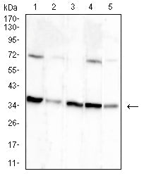 Figure 4:Western blot analysis using ETFA mouse mAb against .HepG2 (1), A431 (2),Hek293 (3),Hela (4) and MCF-7 (5) cell lysate.