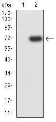 Figure 3:Western blot analysis using KRT15 mAb against HEK293-6e (1) and KRT15 (AA: 105-456)-hIgGFc transfected HEK293-6e (2) cell lysate.