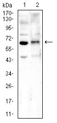 Figure 4:Western blot analysis using GPC3 mouse mAb against F9 (1) and HL-60 (2) cell lysate.