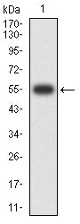 Figure 2:Western blot analysis using CD360 mAb against human CD360 (AA: extra 20-232) recombinant protein. (Expected MW is 55 kDa)