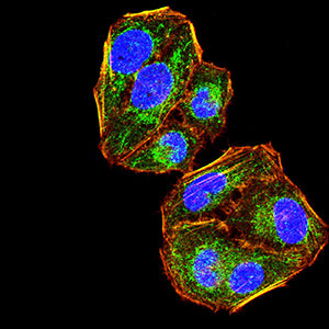 Figure 5:Immunofluorescence analysis of Hela cells using KRT2 mouse mAb (green). Blue: DRAQ5 fluorescent DNA dye. Red: Actin filaments have been labeled with Alexa Fluor- 555 phalloidin. Secondary antibody from Fisher (Cat#: 35503)