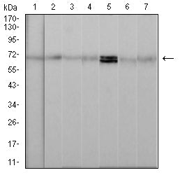 Figure 4:Western blot analysis using HDAC1 mouse mAb against NIH/3T3 (1), Hela (2), Raw264.7 (3), K562 (4), Jurkat (5), C6 (6), and Raji (7) cell lysate.